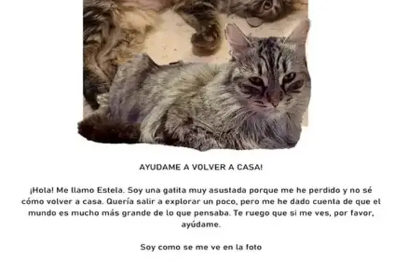 ¡Ayuda! Gata perdida en Santa Úrsula: Estela