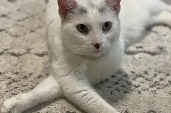 Lost White Male Cat in Lyon Heights, Toronto