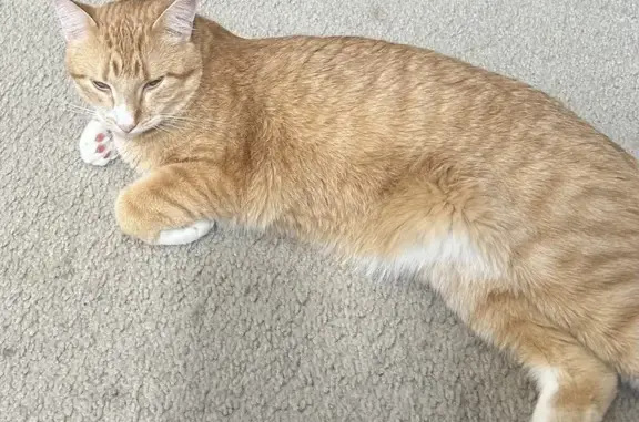 Lost Vocal Orange Tabby on Eastwood Ave