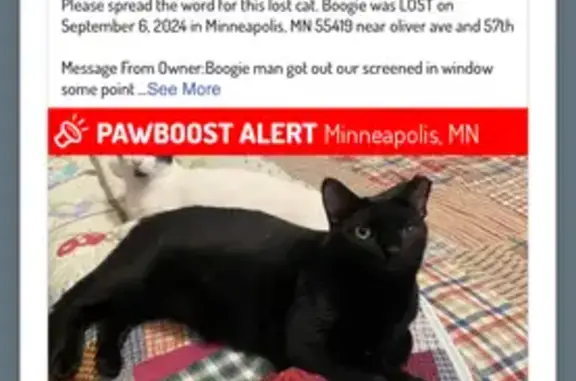 Missing: Friendly Black Cat Boogie, 17-20 lbs