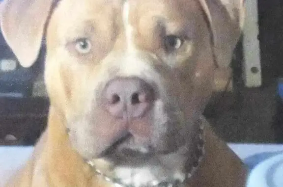 Missing dog , photo: Lost Tan Pitbull Jax: $2000 Reward!