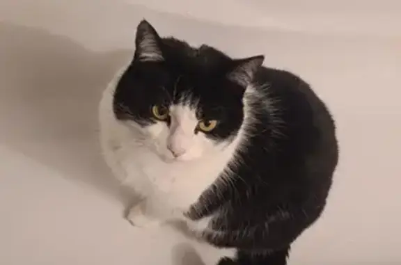 Chat perdu, Sarcelles, photo: Chat perdu à Sarcelles : Minnie, 8 ans, blessée