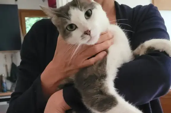 Petit chat blanc et gris trouvé à Ploeren - photo