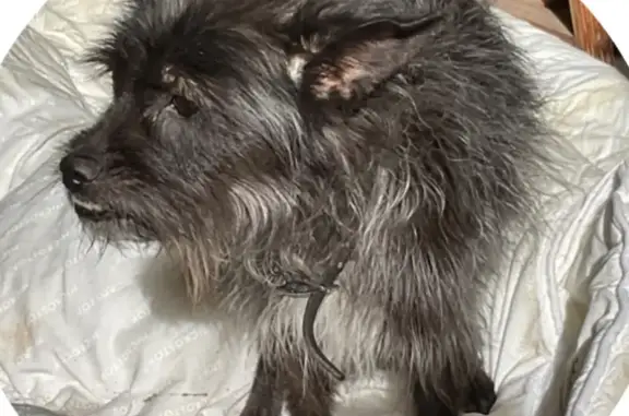Chien trouvé Nouvelle-Aquitaine, photo: Petit chien noir/gris trouvé à Clessé, amical