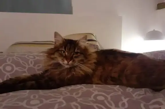 Chat perdu, Fuveau, photo: Chatte européenne marron disparue à Fuveau