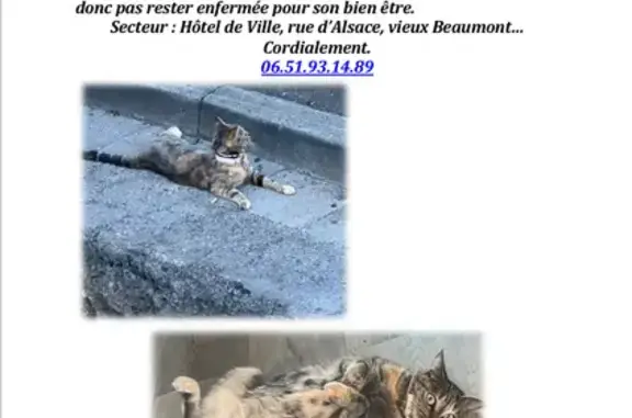 Animaux perdus Beaumont, photo: Chat disparu, collier rose, Beaumont