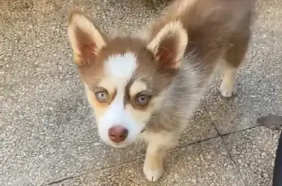 Animaux perdus Marseille Bompard, photo: Chien Pomsky perdu, Ulla, Rue Jumelles, Marseille