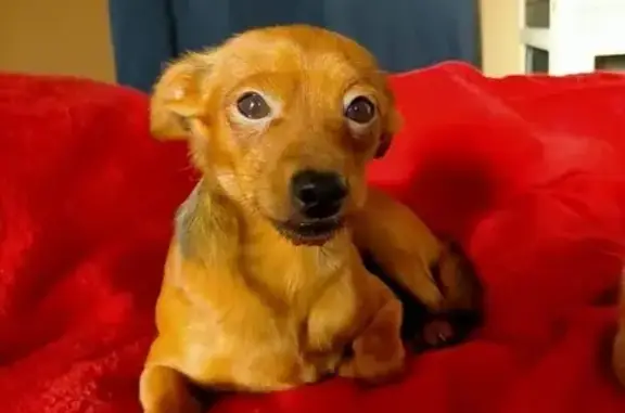 Chien perdu : Pinscher marron à Vierzon - photo