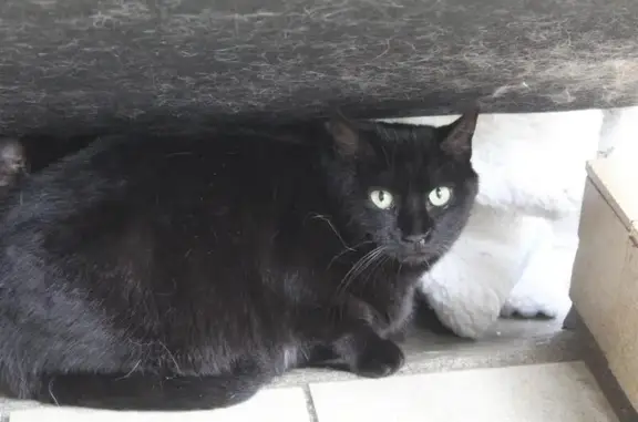 Chat perdu, , photo: Chatte noire 5 ans perdue à Saint-Clément