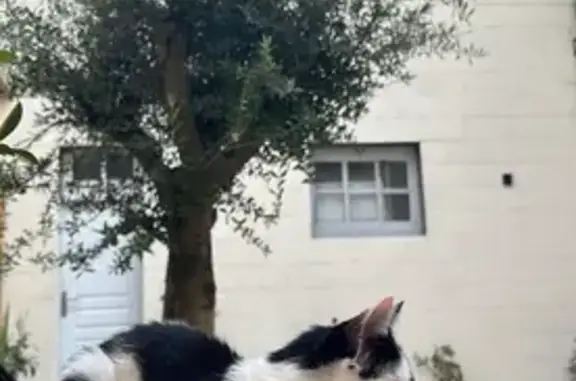 Animaux perdus Moulins, photo: Chatte peureuse disparue à Moulins
