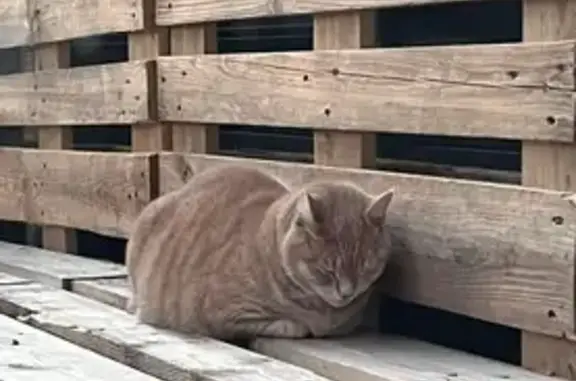 Chat roux poil court trouvé, aveugle d'un œil - photo