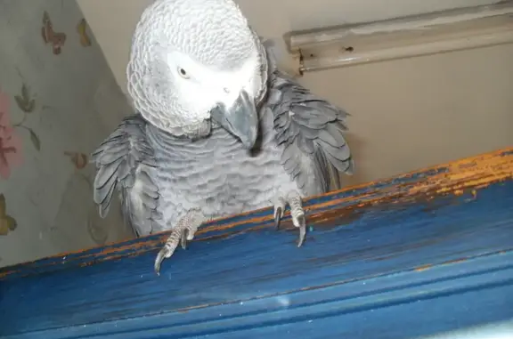 Lost African Grey Parrot - Rew...