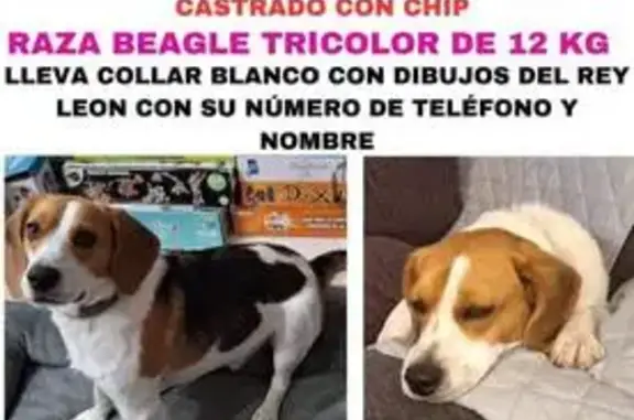 Perro Beagle Perdido en Getafe - ¡Ayuda!