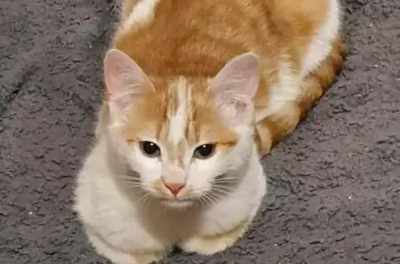 Chat roux et blanc perdu à Villeneuve - photo