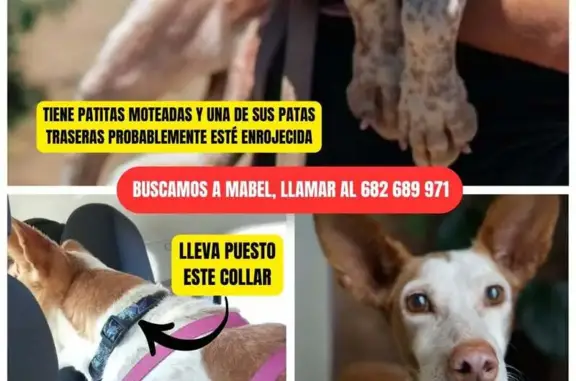 Perro Podenco Perdido en Santa Cruz - Ayuda