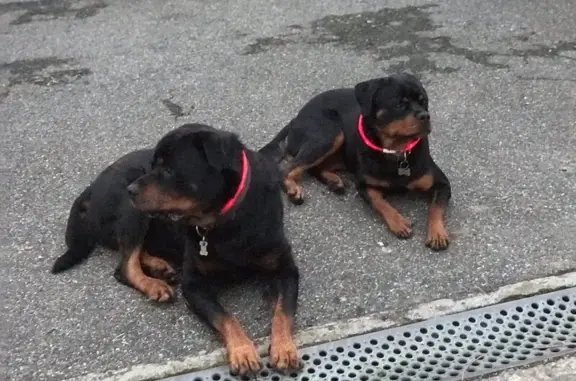 Chien perdu , photo : Rottweillers perdus à Sarrouilles