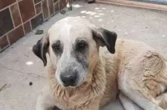 Perro Abandonado en Utrera: ¡N...