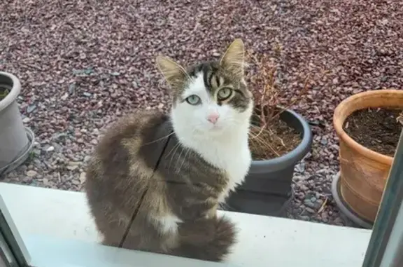 Chat mâle tricolore trouvé à Épinay-sur-Odon - photo