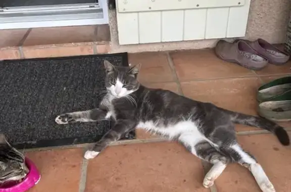 Chat perdu : Mâle gris et blanc, 2 ans - photo