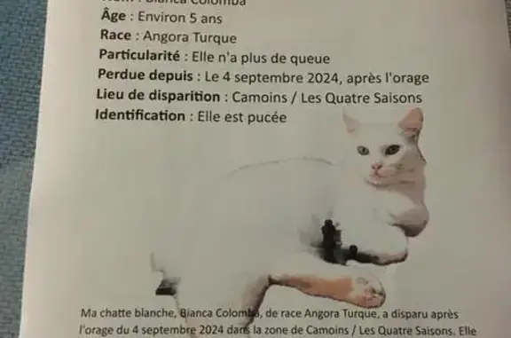 Chat sans queue perdu Route des Camoins, 177 - photo