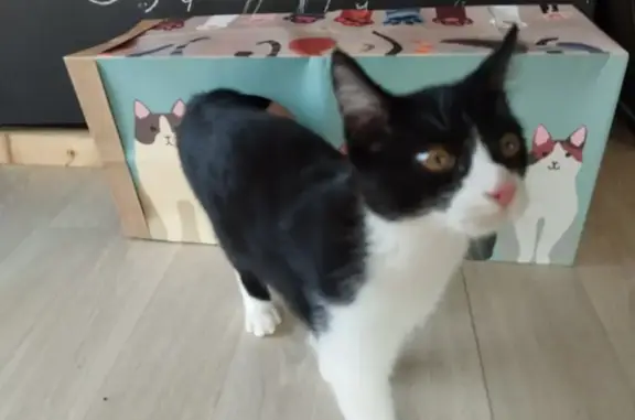 Animaux perdus Nantes, photo: Chaton noir et blanc perdu à Nantes