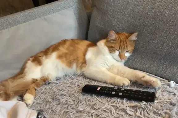 Chat mâle roux et blanc disparu à Saint-Épain - photo