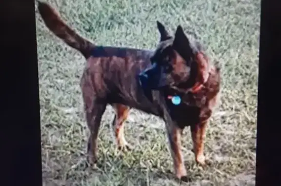 Lost Brindle Chow Mix, Ari - Call 352-445-0959