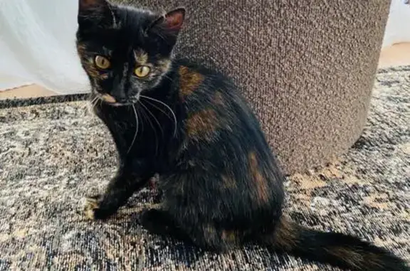 Chat trouvé Rue du Mas Bilier à Limoges - photo