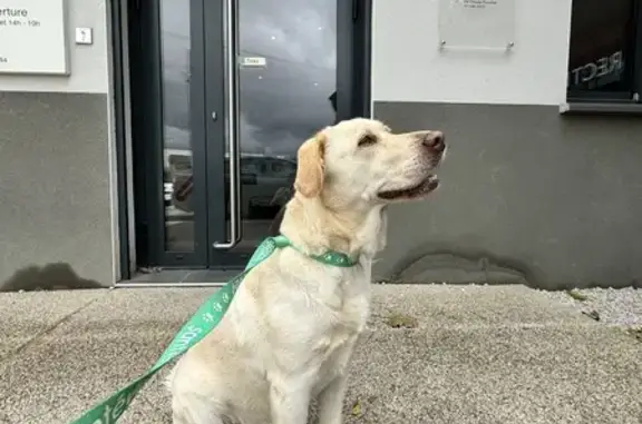 Labrador crème femelle trouvé à Castelnau-le-Lez - photo