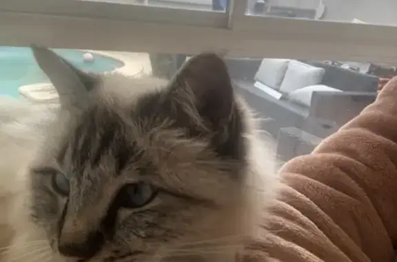 Animaux perdus Le Grau-du-Roi, photo: Chat sacré de Birmanie disparu au Grau-du-Roi
