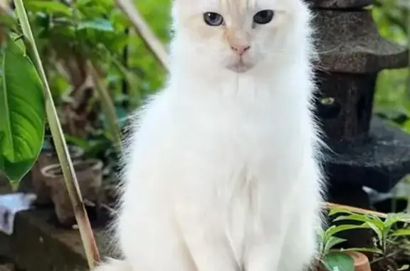 Missing Petite Cat: White & Orange Fur, Haleiwa