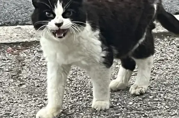 Chat noir et blanc trouvé rue Verlaine - photo