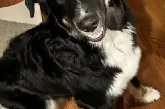 Lost Bernese Mountain Dog on River Road