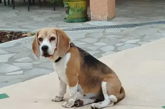 Chien perdu Saint-Hippolyte, photo : Beagle femelle tricolore perdue à Saint-Hippolyte
