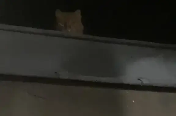 Chat trouvé sur toit près de ma fenêtre - photo