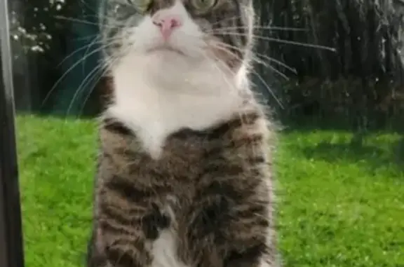Chat perdu, Touques, photo: Chat tigré peureux perdu à Touques