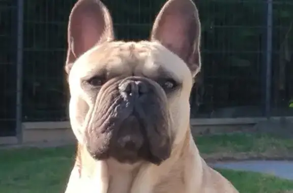Bouledogue beige/noir perdu à St-Nicolas-de-Redon - photo