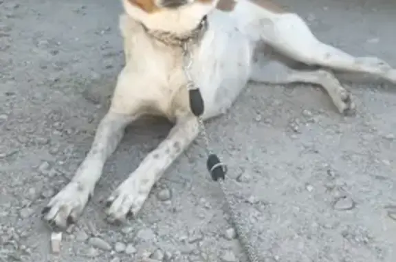 ¡Perro Perdido! Indy, Blanco con Manchas Marrones