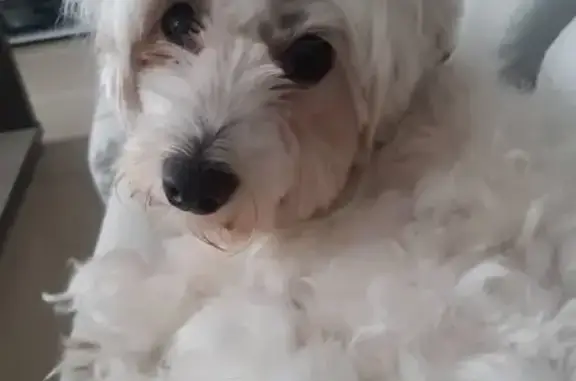 Chienne bichon maltais blanche perdue à Nice - photo