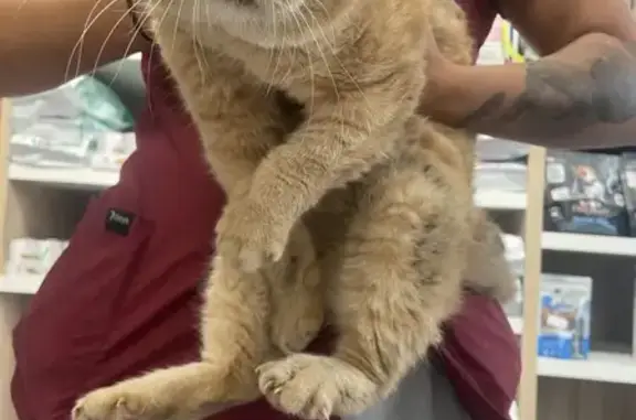 Chat roux blessé trouvé à Meaux, chez véto Foch - photo