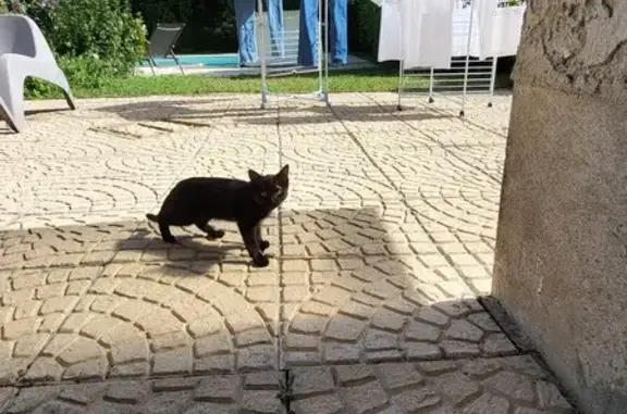 Petit chat noir trouvé à Moirans - photo
