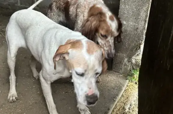 Deux chiens de chasse trouvés à Troarn - photo