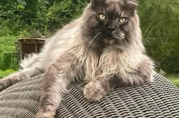 Animaux perdus , photo: Maine Coon gris perdu à Saint-Waast-la-Vallée