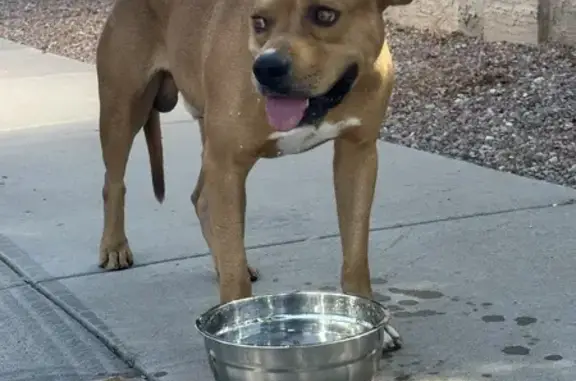 Sweet Brown Male Dog Found on N. Kimberlee Way