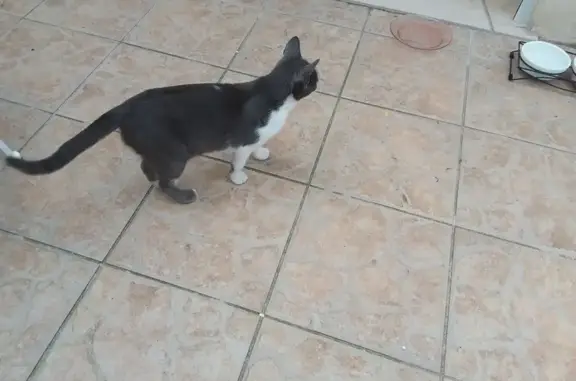 Chatte errante trouvée à Villepinte - photo