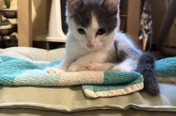 Chaton trouvé, 2/3 mois, câlin, Tiercé - photo