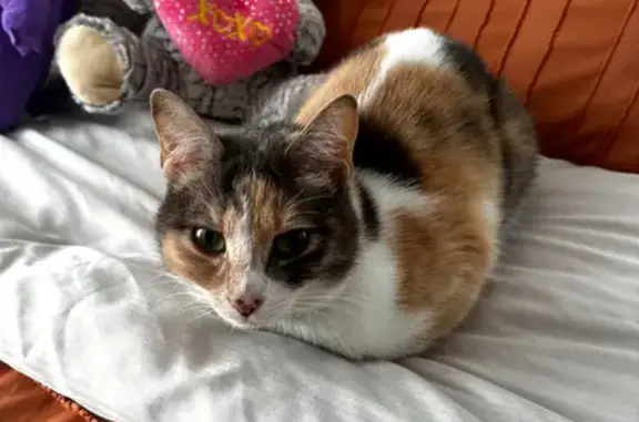 Missing Calico Cat Maya - High St, Boston