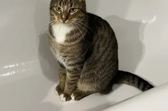 Chat perdu, Le Sequestre, photo: Chat tigré gris/beige disparu au Séquestre