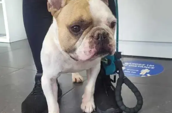 Bouledogue Français trouvé, clinique du Pradet - photo