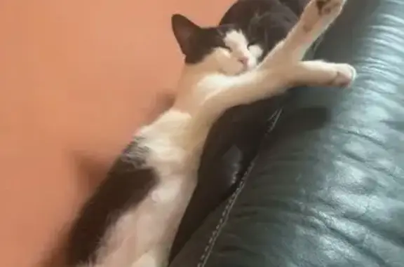 Animaux perdus Cabriès, photo: Chatte noire et blanche disparue à Cabriès